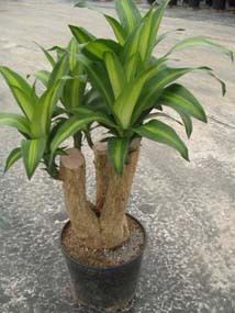 Cornstalk Dracaena